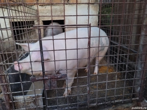 Porci de vanzare  