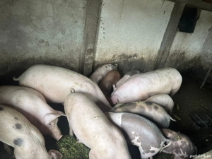 Vând porci - imagine 3