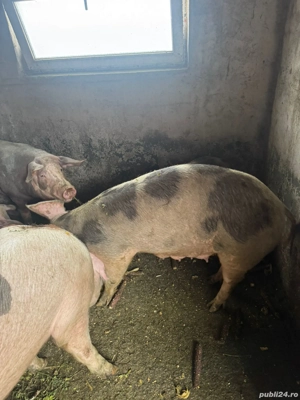Vând porci - imagine 5