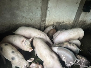 Vând porci - imagine 2