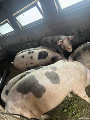 Vând porci - imagine 4