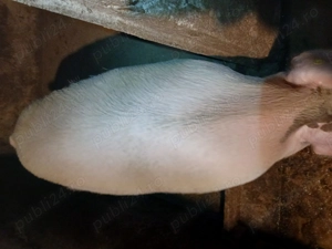 Vând un porc sau o purcea la alegere  - imagine 2