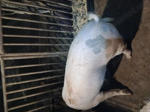 Vând un porc sau o purcea la alegere  - imagine 5