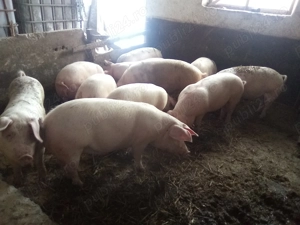 Vând porci crescuți cu cereale !