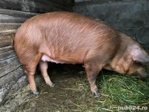 vand porc  - imagine 2