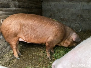 vand porc  - imagine 3