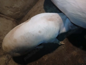 Vând un porc sau o purcea la alegere  - imagine 3