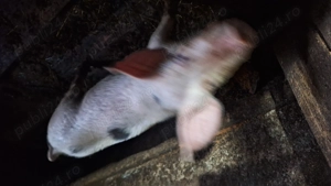 Șoldan de vânzare  - imagine 2