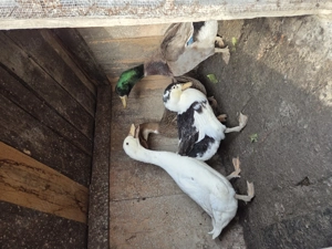 Rate de vânzare  - imagine 2