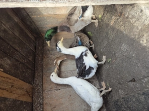 Rate de vânzare  - imagine 3