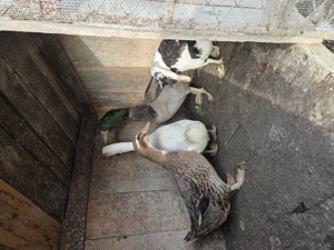 Rate de vânzare  - imagine 5