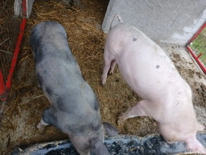 Purcei rasă de carne 40-50 kg 800 lei bucata  - imagine 2