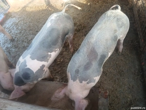 Purcei rasă de carne 40-50 kg 800 lei bucata  - imagine 3