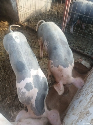 Purcei rasă de carne 40-50 kg 800 lei bucata  - imagine 4