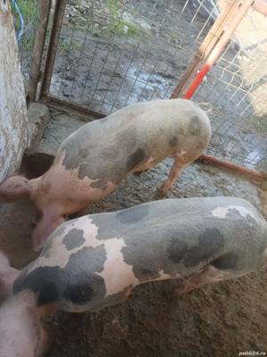 Purcei rasă de carne 40-50 kg 800 lei bucata  - imagine 5