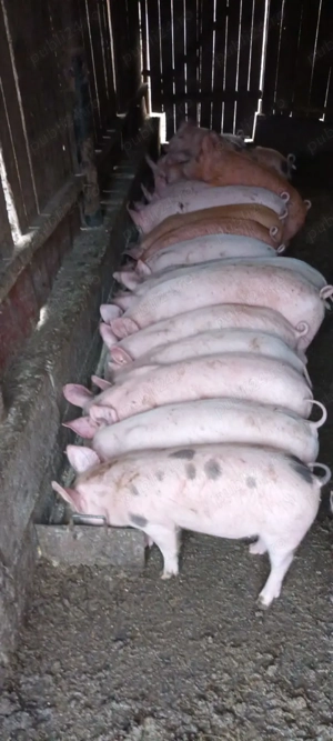 Vând șoldani  godini 