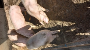 Porc  crescut la țară