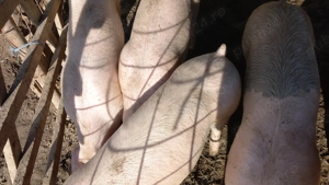 Porc  crescut la țară - imagine 5