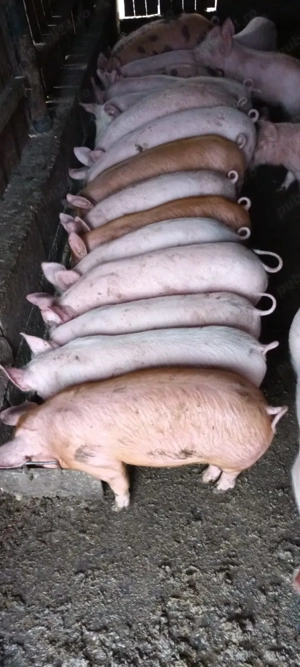 Vând șoldani  godini  - imagine 3