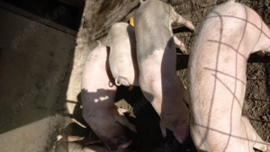 Porc  crescut la țară - imagine 4