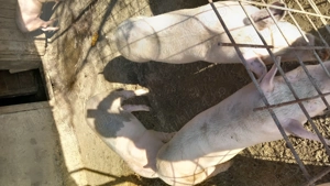 Porc  crescut la țară - imagine 3