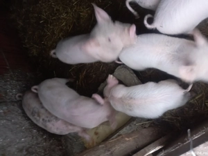 purcei de vinzare 30 35 kg 500 lei bucata negociabil  - imagine 2