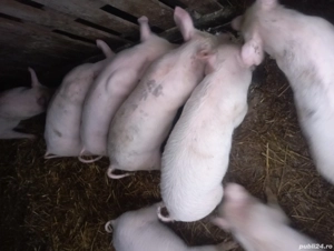 purcei de vinzare 30 35 kg 500 lei bucata negociabil  - imagine 1