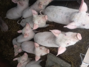 purcei de vinzare 30 35 kg 500 lei bucata negociabil  - imagine 4