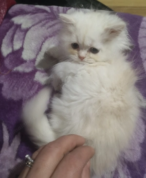 Motanel persan - imagine 4