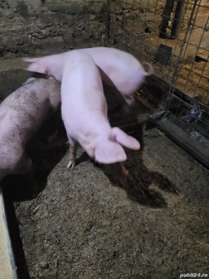 Vând porci  - imagine 5