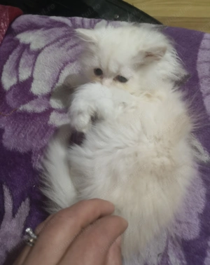 Motanel persan - imagine 3