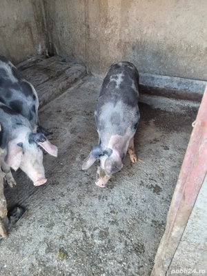 Vând porci  - imagine 4