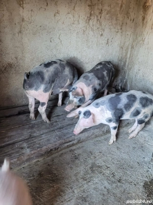 Vând porci  - imagine 3