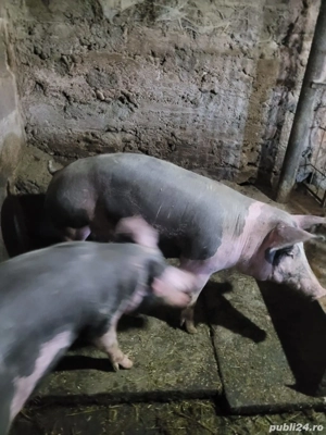 Vând porci  - imagine 2