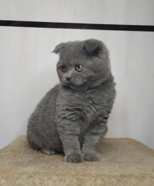 British   scottish blue  - imagine 2