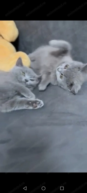 British   scottish blue  - imagine 4