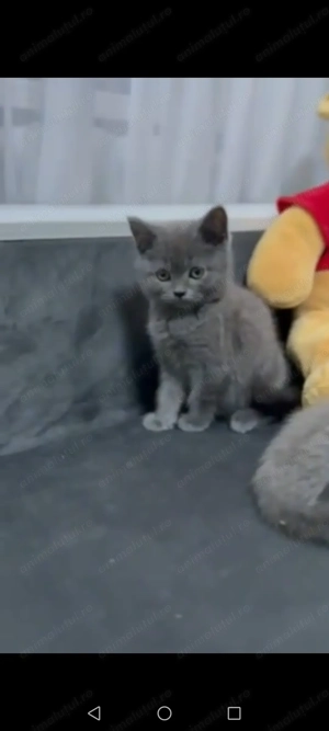 British   scottish blue  - imagine 3