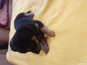 Căței de companie  - imagine 2