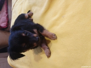 Căței de companie  - imagine 3