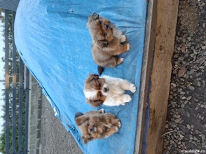 Pechinezi 10 săptămâni - imagine 3