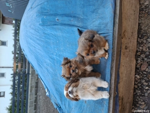 Pechinezi 10 săptămâni - imagine 2