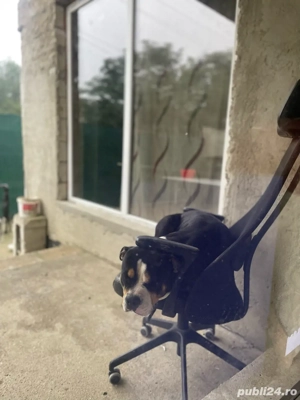 URGENT american bully  - imagine 2