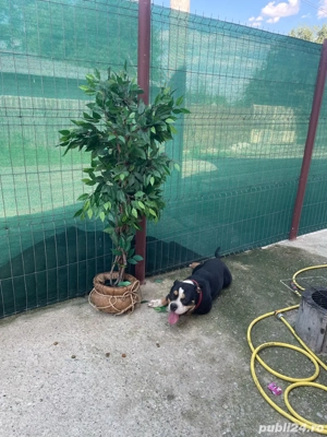 URGENT american bully  - imagine 4
