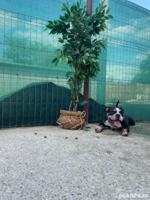 URGENT american bully  - imagine 3