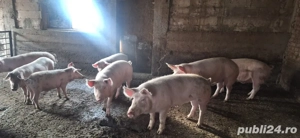 Porci de vânzare - imagine 2