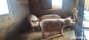 Porci de vanzare 