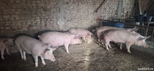 porci de vanzare