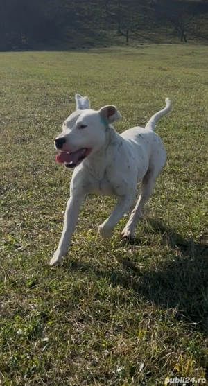 Dog argentinian  - imagine 3