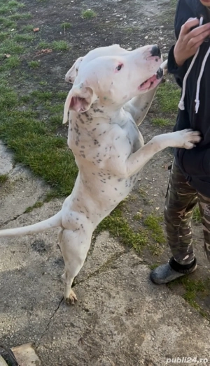 Dog argentinian  - imagine 2