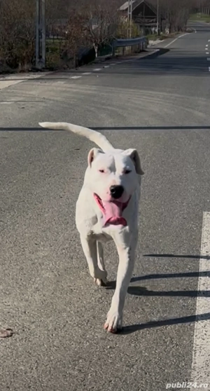 Dog argentinian  - imagine 4